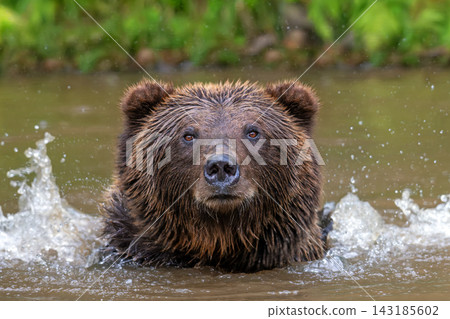 Brown bear shaking off water after swimming in a river, droplets splashing around its head, with lush green foliage in the background Brown bear shaking off water after swimming in a river, droplets splashing around its head, with lush green foliage in the background 143185602