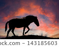 Horse walking on a hill during a colorful sunset in the evening sky 143185603