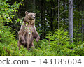 Brown bear standing upright among lush green foliage in a forested area, showcasing its powerful physique and natural habitat 143185604