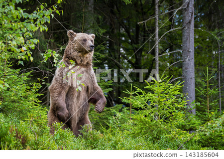 Brown bear standing upright among lush green foliage in a forested area, showcasing its powerful physique and natural habitat Brown bear standing upright among lush green foliage in a forested area, showcasing its powerful physique and natural habitat 143185604