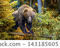Brown bear balances on a fallen tree branch among dense green coniferous trees in a forest 143185605