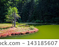 Green water reflects trees in a quiet spot near a forest 143185607