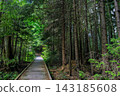 Wooden boardwalk traverses a dense forest, surrounded by tall trees and vibrant greenery 143185608