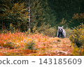 Brown bear in autumn forest 143185609