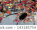 Maple leaves and decaying lotus flowers in the pond 143185754