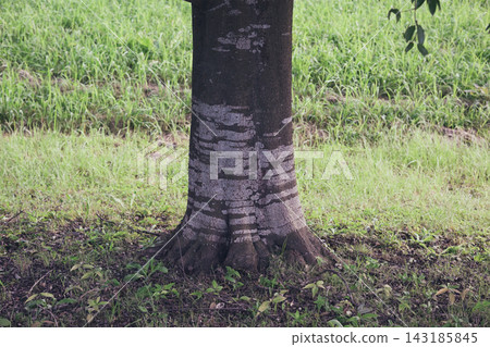 The trunk of a Japanese evergreen oak tree The trunk of a Japanese evergreen oak tree 143185845