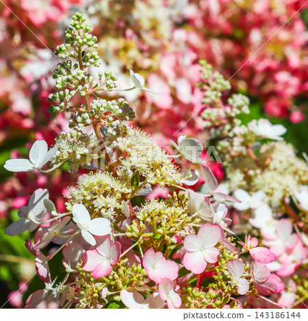 Hydrangea paniculata flowers blooming in a garden, displaying white and pink petals changing color in summer light Hydrangea paniculata flowers blooming in a garden, displaying white and pink petals changing color in summer light 143186144