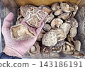 Person holding dried shiitake mushrooms over bulk storage display in market for organic cooking ingredient and nutritious dietary food preparation usage. 143186191