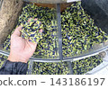 Hand scoops vibrant blue and green dried butterfly pea flowers from large bin, showcasing product for herbal tea and food coloring. 143186197