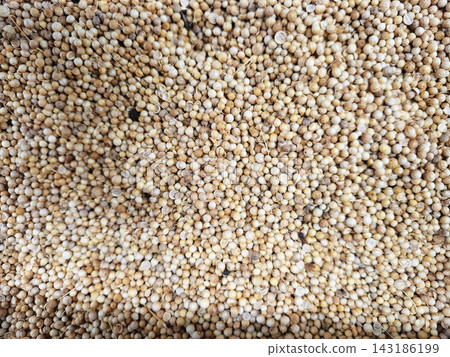 Dried whole coriander seeds fill frame offering texture for cooking culinary backgrounds or food preparation projects featuring natural organic spices. Dried whole coriander seeds fill frame offering texture for cooking culinary backgrounds or food preparation projects featuring natural organic spices. 143186199