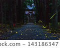 Uchio Shrine (Hyogo Prefecture) on a summer night: Genji fireflies wandering amidst a swarm of Hime fireflies (31 images combined using comparative brightness). 143186347