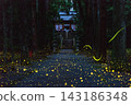 Uchio Shrine (Hyogo Prefecture) on a summer night: Genji fireflies wandering amidst a swarm of Hime fireflies (combined image of 44 images with comparative brightness). 143186348