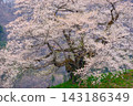 A single cherry tree estimated to be 500 years old, known as "Hatchi no Higanzakura" (Gunma Prefecture) 143186349
