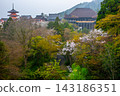 Cherry blossoming Kiyomizu Temple 143186351