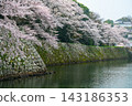 Cherry blossoms along the moat of Hikone Castle 143186353