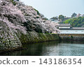 Hikone Castle and the cherry blossoms along the moat 143186354