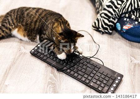 Brown tabby cat pawing wireless keyboard on home floor with USB cable, scattered household items, and cushion background in bright indoor light Brown tabby cat pawing wireless keyboard on home floor with USB cable, scattered household items, and cushion background in bright indoor light 143186417