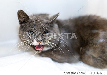 Grey domestic cat lying on white blanket with open mouth, pink tongue and visible teeth, prominent whiskers, alert eyes and forward ears in cozy indoor light scene Grey domestic cat lying on white blanket with open mouth, pink tongue and visible teeth, prominent whiskers, alert eyes and forward ears in cozy indoor light scene 143186426