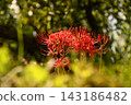 Shining cluster amaryllis 143186482