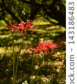 Spider lilies in the plum grove 143186483