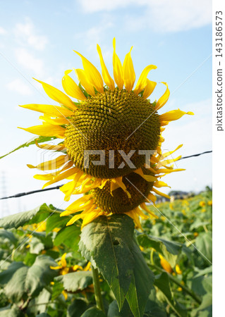 Sunflower flowers Sunflower flowers 143186573