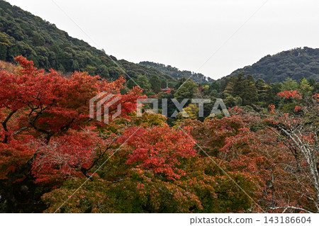 清水寺、奇雲溪谷、秋葉 清水寺、奇雲溪谷、秋葉 143186604