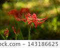Shade and spider lilies 143186625