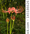 Cluster amaryllis 143186626