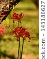 Spider lilies stand in a row. 143186627