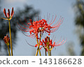 Aozora and Higanbana 143186628