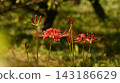A profusion of spider lilies 143186629