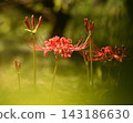 Cluster amaryllis 143186630