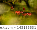 Blurred red spider lilies in the foreground 143186631
