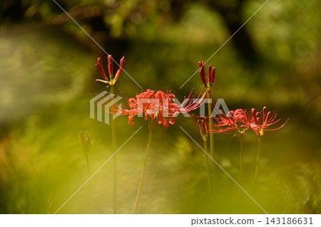 前景模糊的紅蜘蛛百合 前景模糊的紅蜘蛛百合 143186631