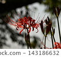 Cluster amaryllis 143186632
