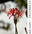 Spider lily watermark 143186633
