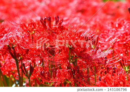 Higanbana, Higanbana Higanbana, Higanbana 143186796