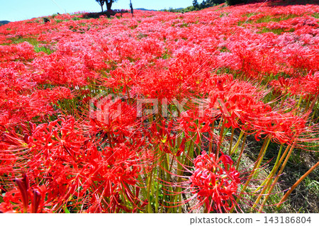 Higanbana, Higanbana Higanbana, Higanbana 143186804