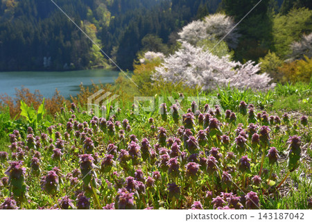湖邊盛開著一簇簇野芝麻(Lamium amplexicaule)。 湖邊盛開著一簇簇野芝麻(Lamium amplexicaule)。 143187042