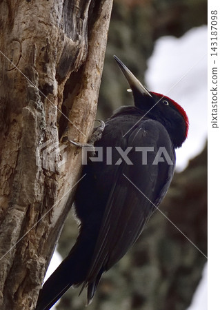 黑啄木鳥 黑啄木鳥 143187098