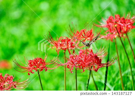 府中市故鄉森林公園盛開著鮮紅的彼岸花,蝴蝶翩翩飛舞。 府中市故鄉森林公園盛開著鮮紅的彼岸花,蝴蝶翩翩飛舞。 143187127