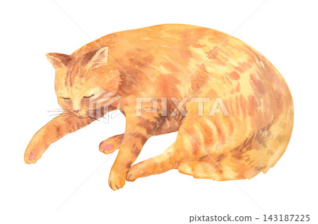 Sleeping ginger tabby cat watercolor painting with eyes closed, one stretched paw and curled relaxed body isolated Sleeping ginger tabby cat watercolor painting with eyes closed, one stretched paw and curled relaxed body isolated 143187225