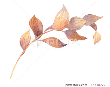 Watercolor branch with warm brown leaves and visible leaf veins isolated, horizontal botanical illustration for seasonal greeting cards, fabric, decoration and design. Watercolor branch with warm brown leaves and visible leaf veins isolated, horizontal botanical illustration for seasonal greeting cards, fabric, decoration and design. 143187228