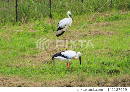 Stork Sanctuary Park & Stork Culture Center Stork Sanctuary Park & Stork Culture Center 143187659