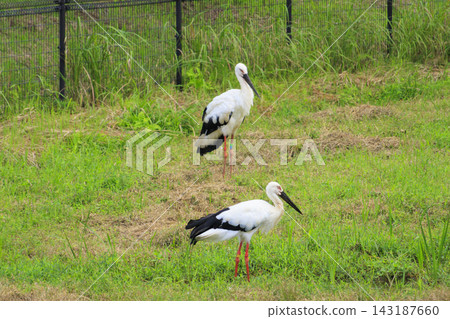 Stork Sanctuary Park & Stork Culture Center Stork Sanctuary Park & Stork Culture Center 143187660