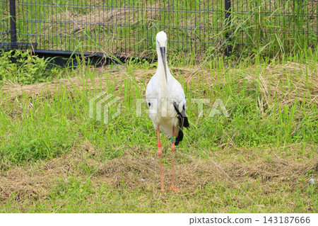 Stork Sanctuary Park & Stork Culture Center Stork Sanctuary Park & Stork Culture Center 143187666