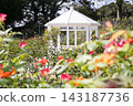 rose	 143187736