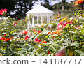 rose	 143187737