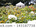 rose	 143187738