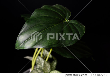 黑色背景上的綠葉 01 黑色背景上的綠葉 01 143187762
